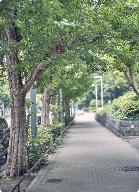 森林が豊かな道の写真です